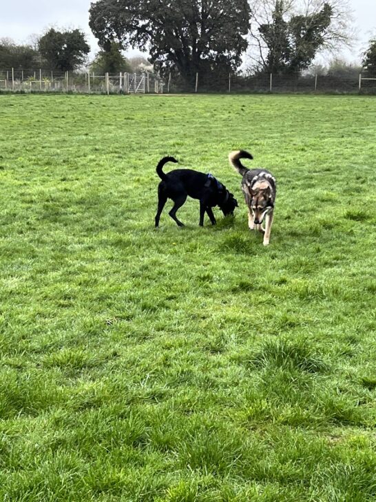Reactivity Dog Training