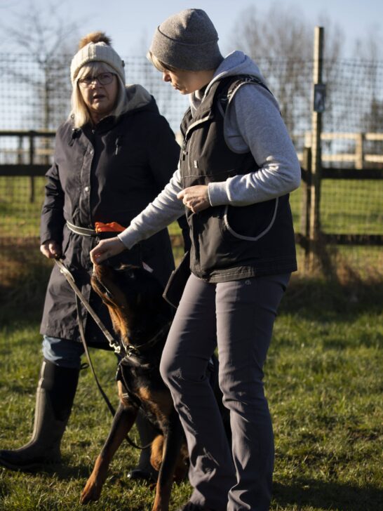 Professional dog trainer wiht dog owner providing dog training services
