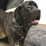Reg the Mastiff (Foster)