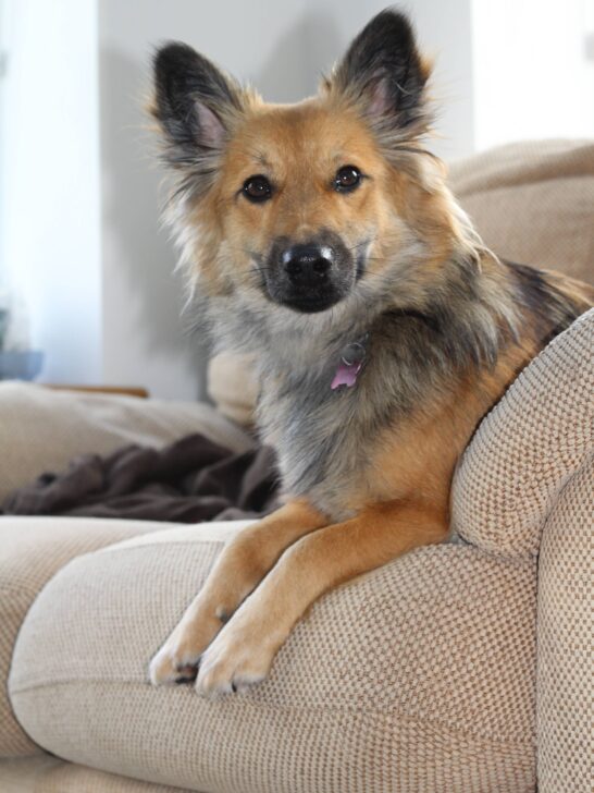 Rescue Behavioural Dog Training