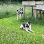 Rogue and Zeke - Doggy fun