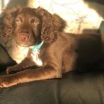 Rolo puppy dog