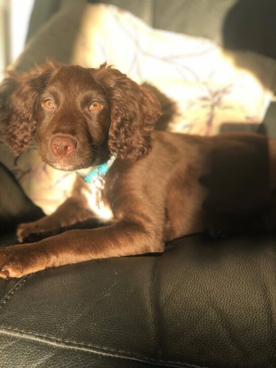 Rolo puppy dog