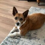 Ruby - Positive pup dog training services