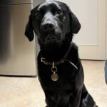 Samson - Positive pup dog training services