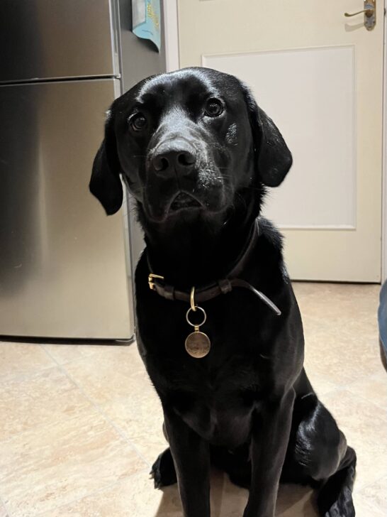 Samson - Positive pup dog training services