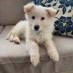 Willow puppy