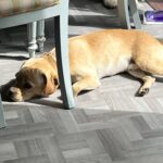Winston - Positive pup dog training services
