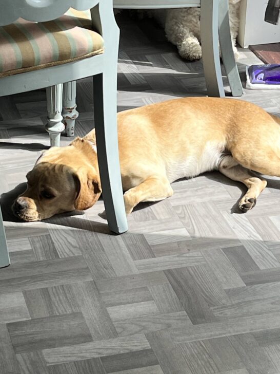 Winston - Positive pup dog training services