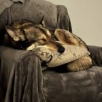 Zeke the Dog Sleeping