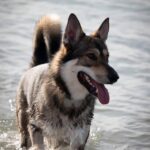 Zeke - Dog in the water