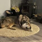 Zeke enjoying a hoof - Enrichment Dog Training