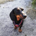 Outdoors Dog Training