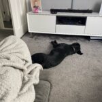 Dog lying on the carpet