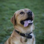 Monty - Enduring Dog Training Session