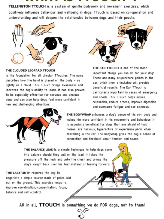 TTouch Dog Training
