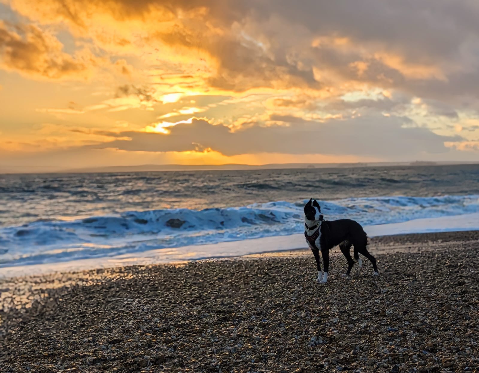 Dog on a beach at sunset