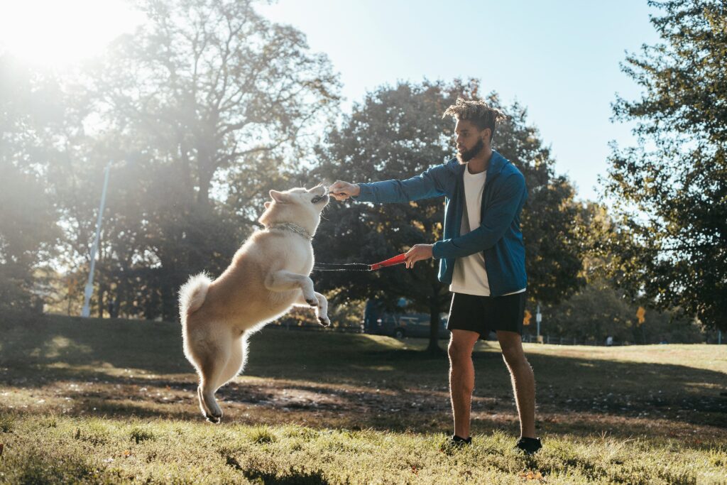 Dog having fun in a field with its owner