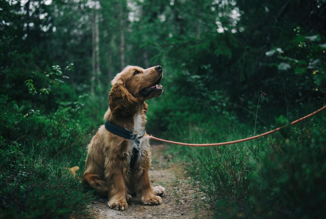 Dog trainig in outdoors forest trail