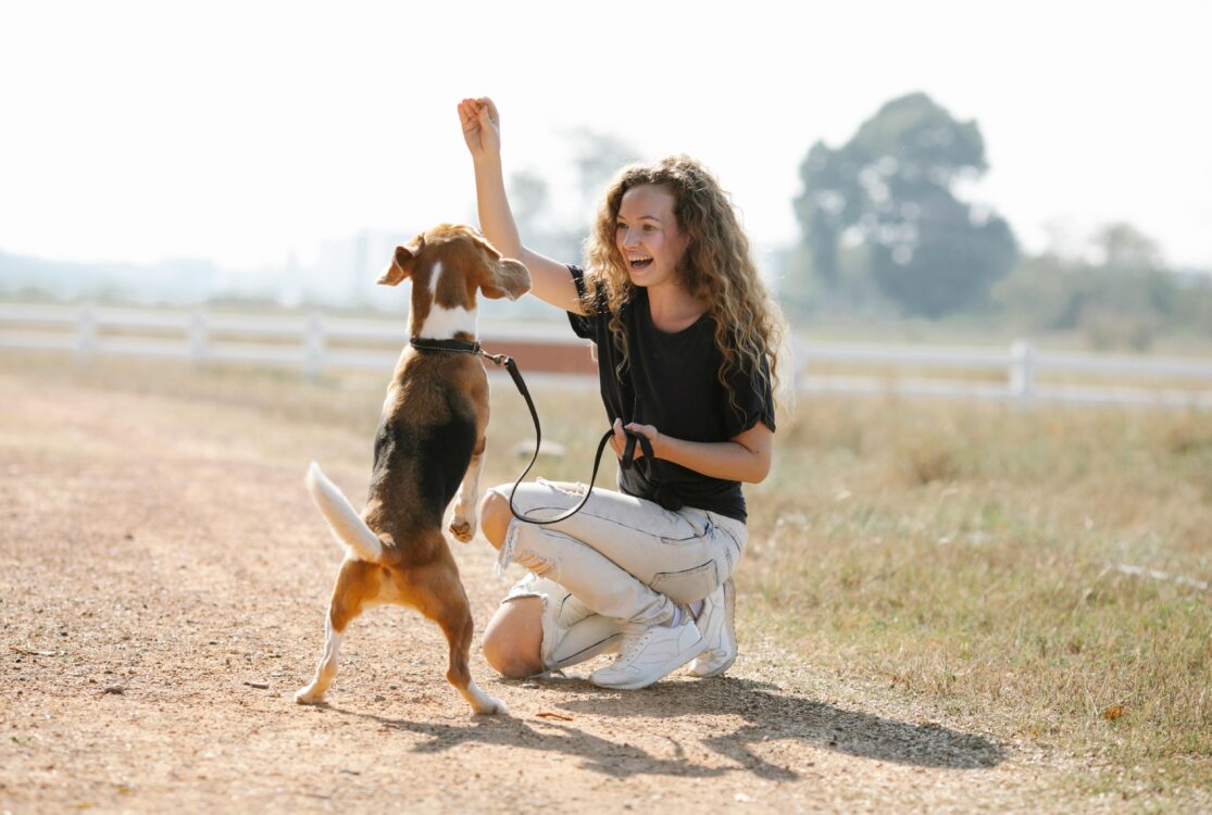 Dog training in a field in hampshire