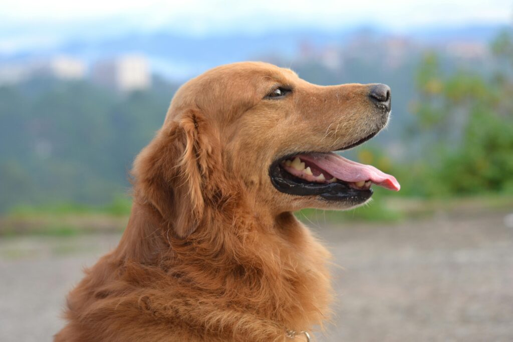 Garfield a Golden Dog sitting with his tongue out