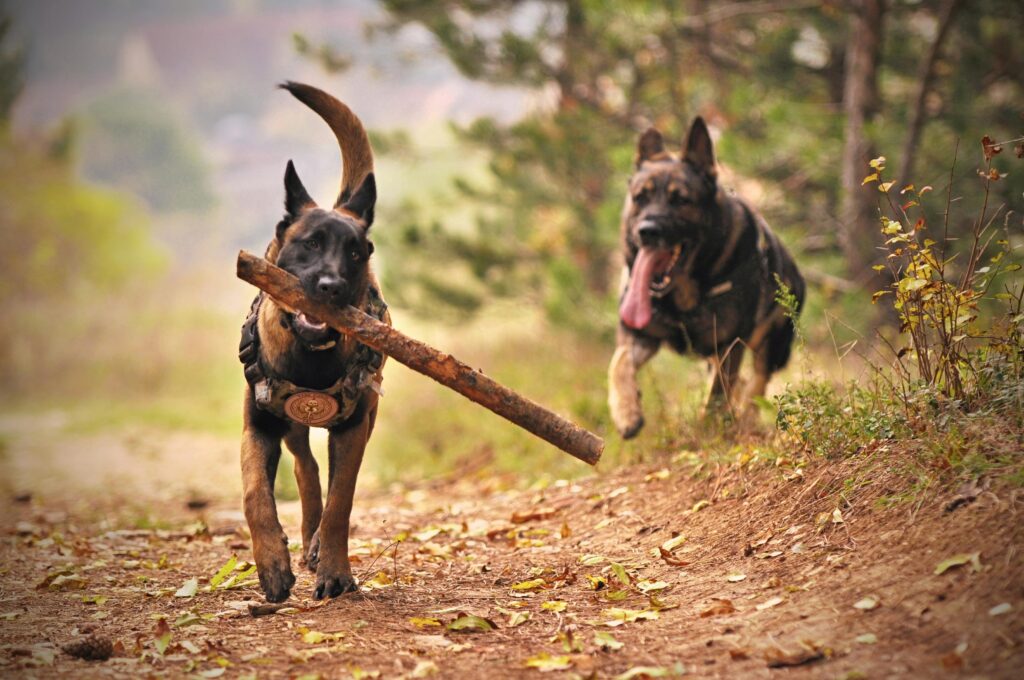 Pair of dogs running in the woods with a stick