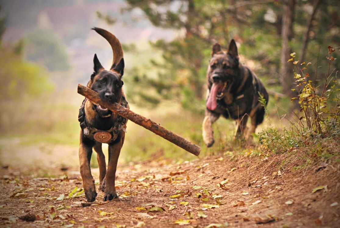 Pair of dogs running in the woods with a stick